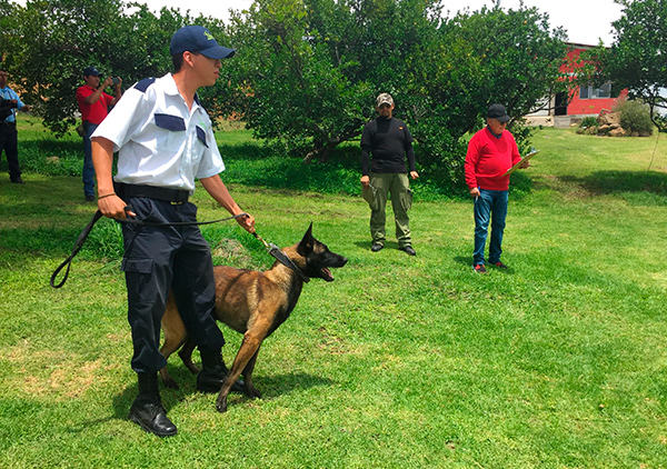Adiestramiento canino